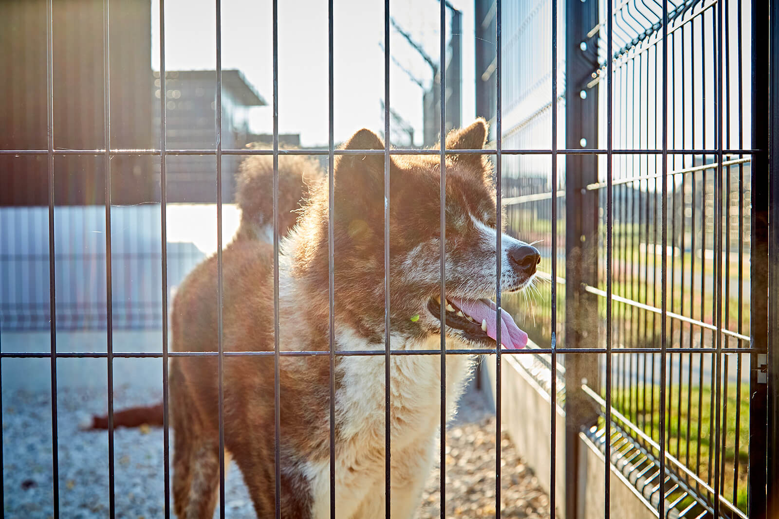 Malice et pomme hébergement chien hôtel exterieur