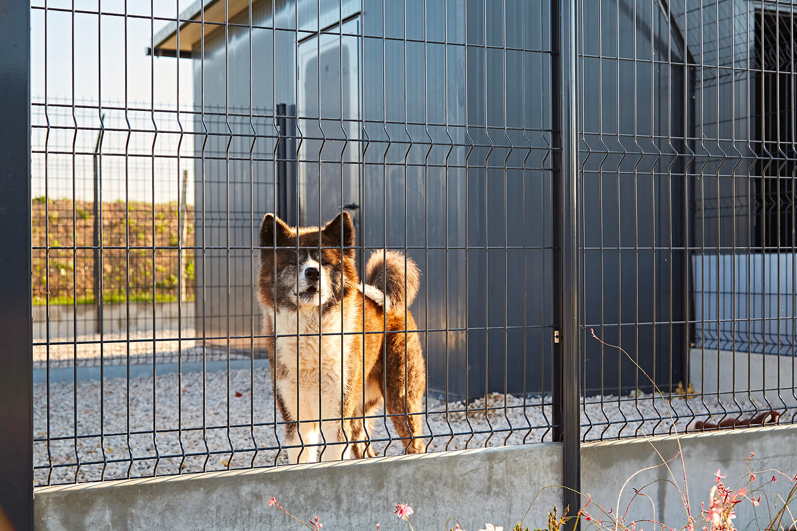 Malice et pomme hébergement chien hôtel exterieur