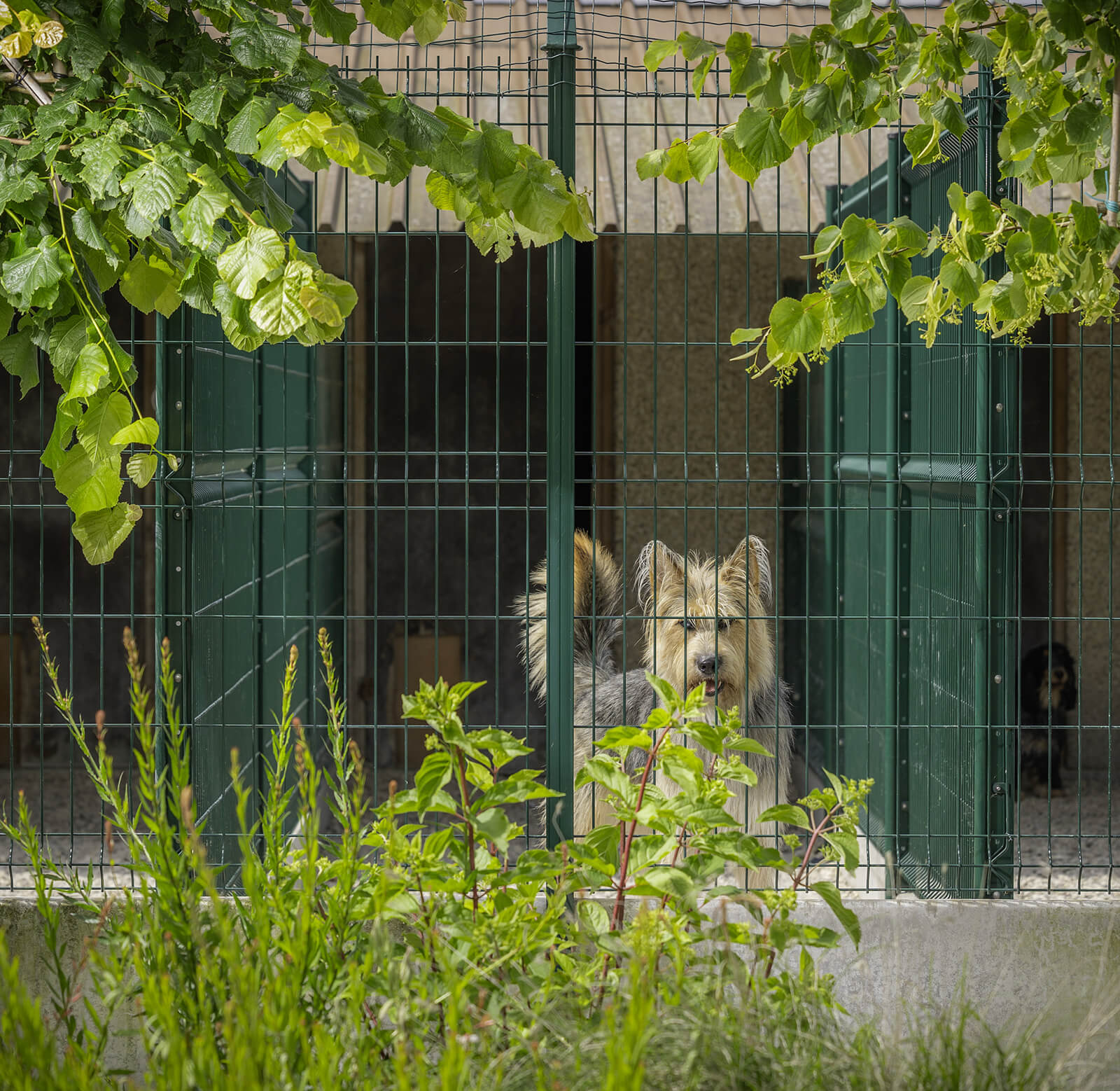 Malice et pomme hébergement chien hôtel exterieur
