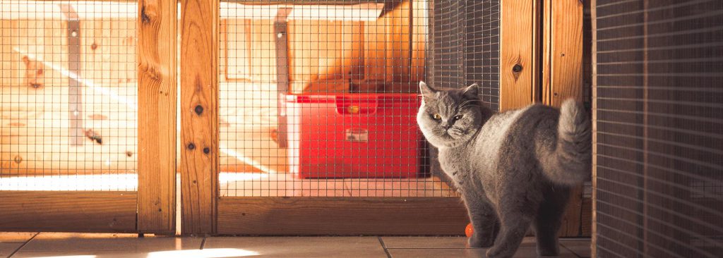 Malice & Pomme est une pension féline près de Lille à Frelinghien !